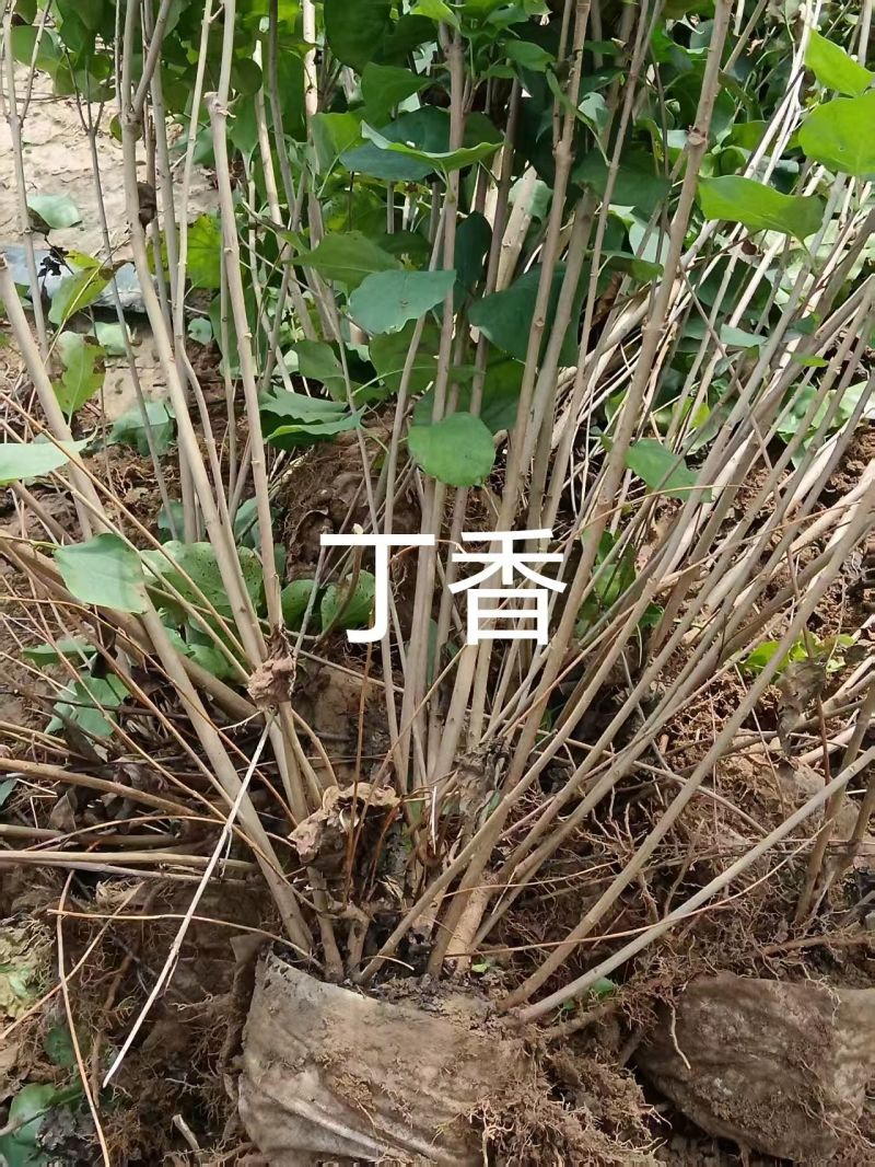 16×18单排丁香，多头多分枝，大冠幅