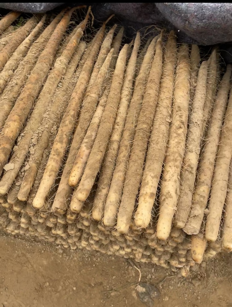 有粗度有长度的双棒大通货，56789价格合适