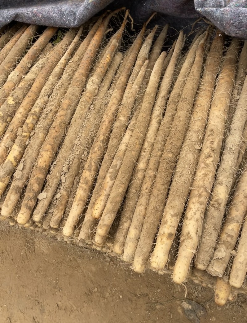 有粗度有长度的双棒大通货，56789价格合适
