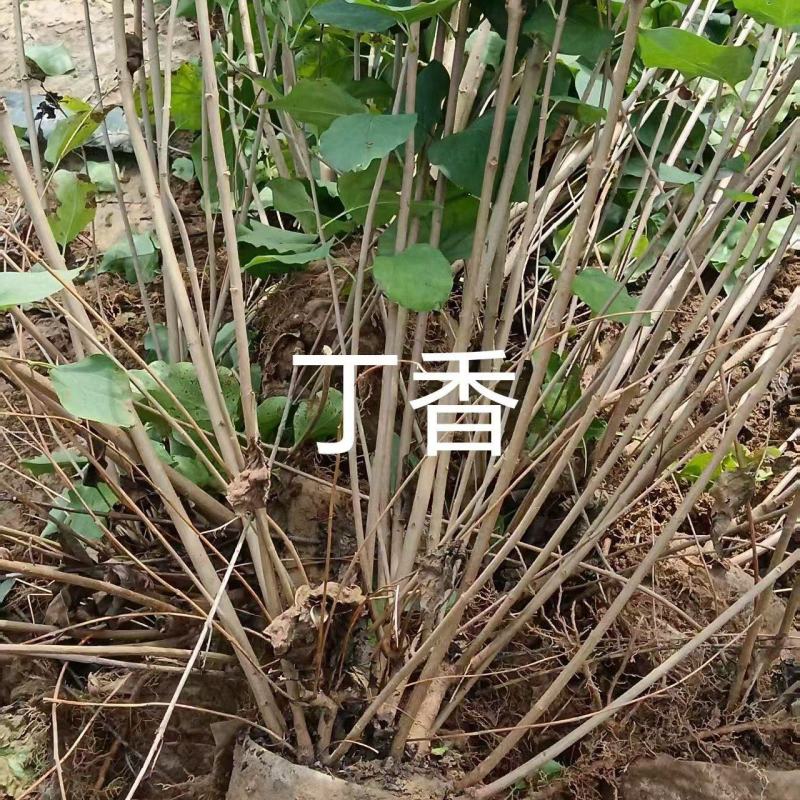 16×18单排丁香，多头多分枝，大冠幅