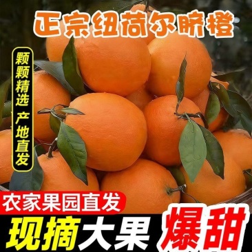 一件代发爱媛果冻橙纽荷尔脐橙对接各大电商平台