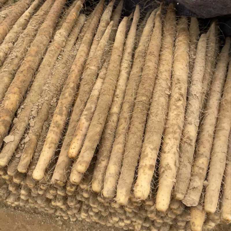有粗度有长度的双棒大通货，56789价格合适