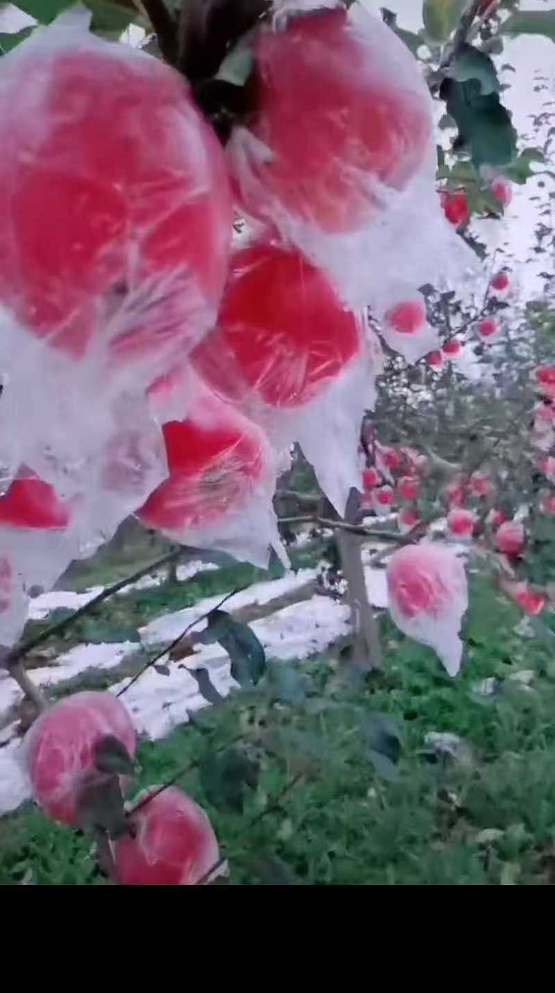 山西红富士苹果清甜可口价格美丽整车走货欢迎询价热卖