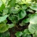 高质量柔毛淫羊藿种籽、种苗大量有售