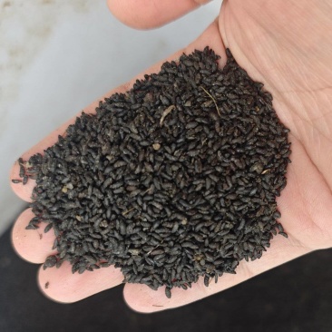 高质量柔毛淫羊藿种籽、种苗大量有售
