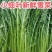 雪里蕻出售