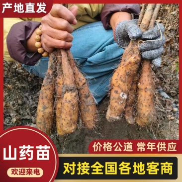 2025年山药苗白玉山药豆苗新鲜山药苗日本大和长芋山药苗