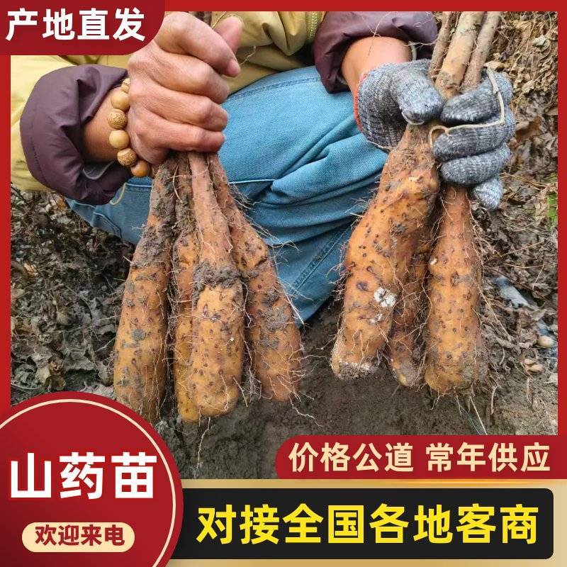 2025年山药苗白玉山药豆苗新鲜山药苗日本大和长芋山药苗