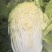 推荐新鲜大白菜黄心白菜产地直供量大从优欢迎联系