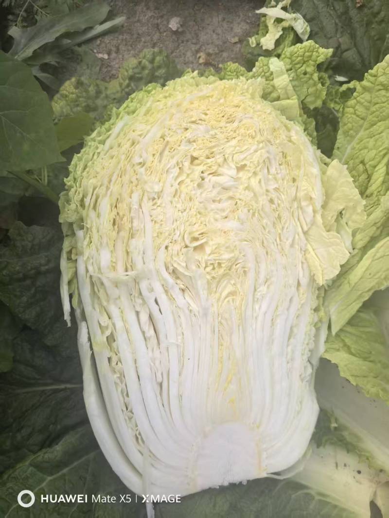推荐新鲜大白菜黄心白菜产地直供量大从优欢迎联系