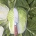 推荐新鲜大白菜黄心白菜产地直供量大从优欢迎联系