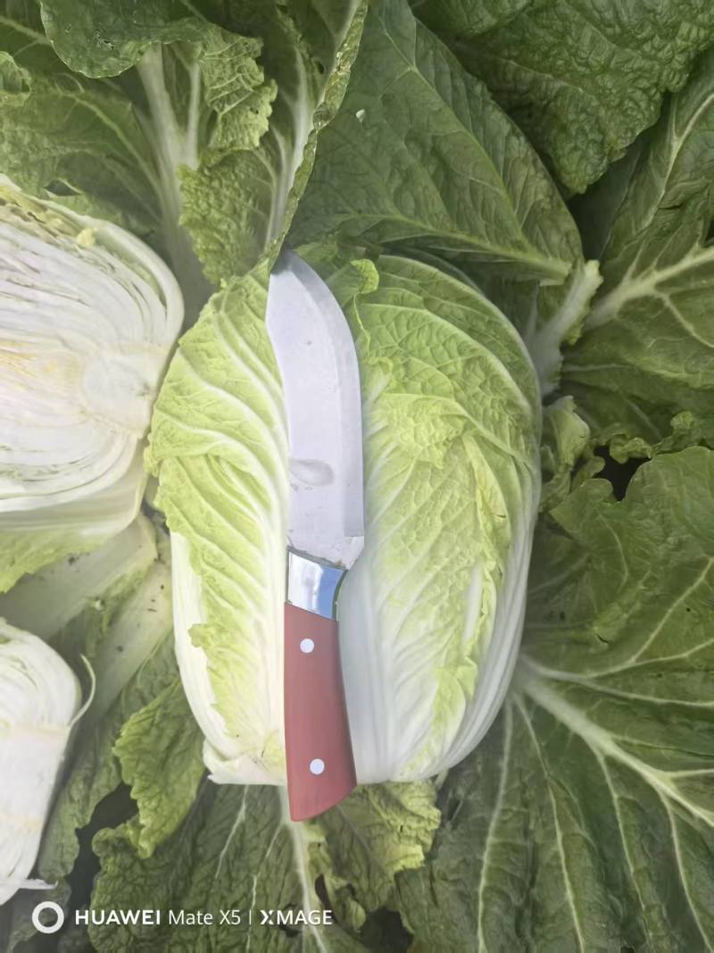 推荐新鲜大白菜黄心白菜产地直供量大从优欢迎联系