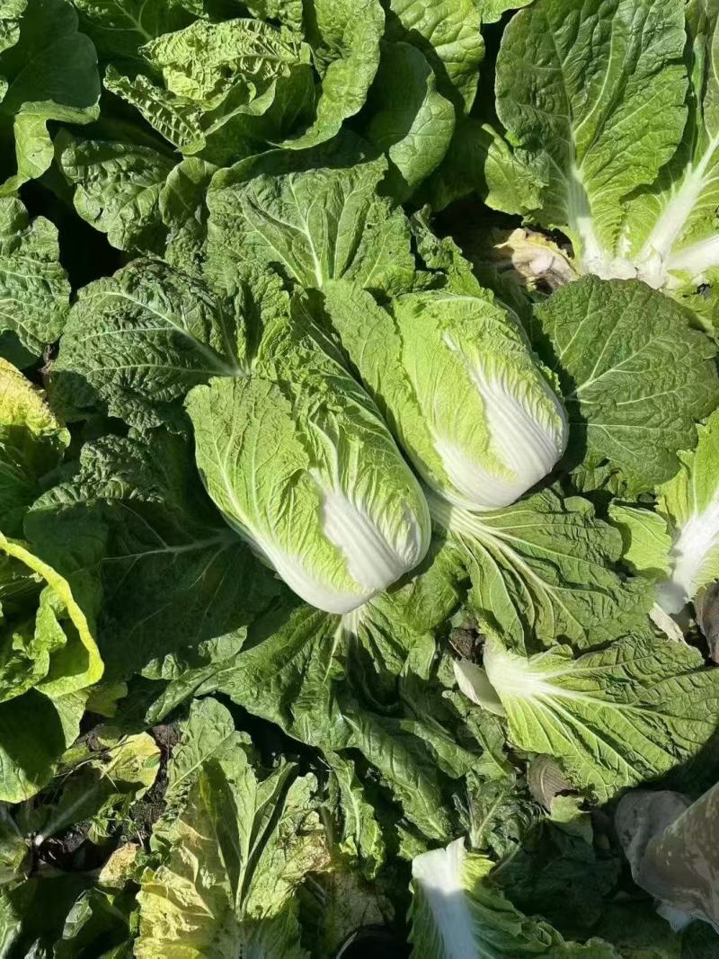 推荐新鲜大白菜黄心白菜产地直供量大从优欢迎联系