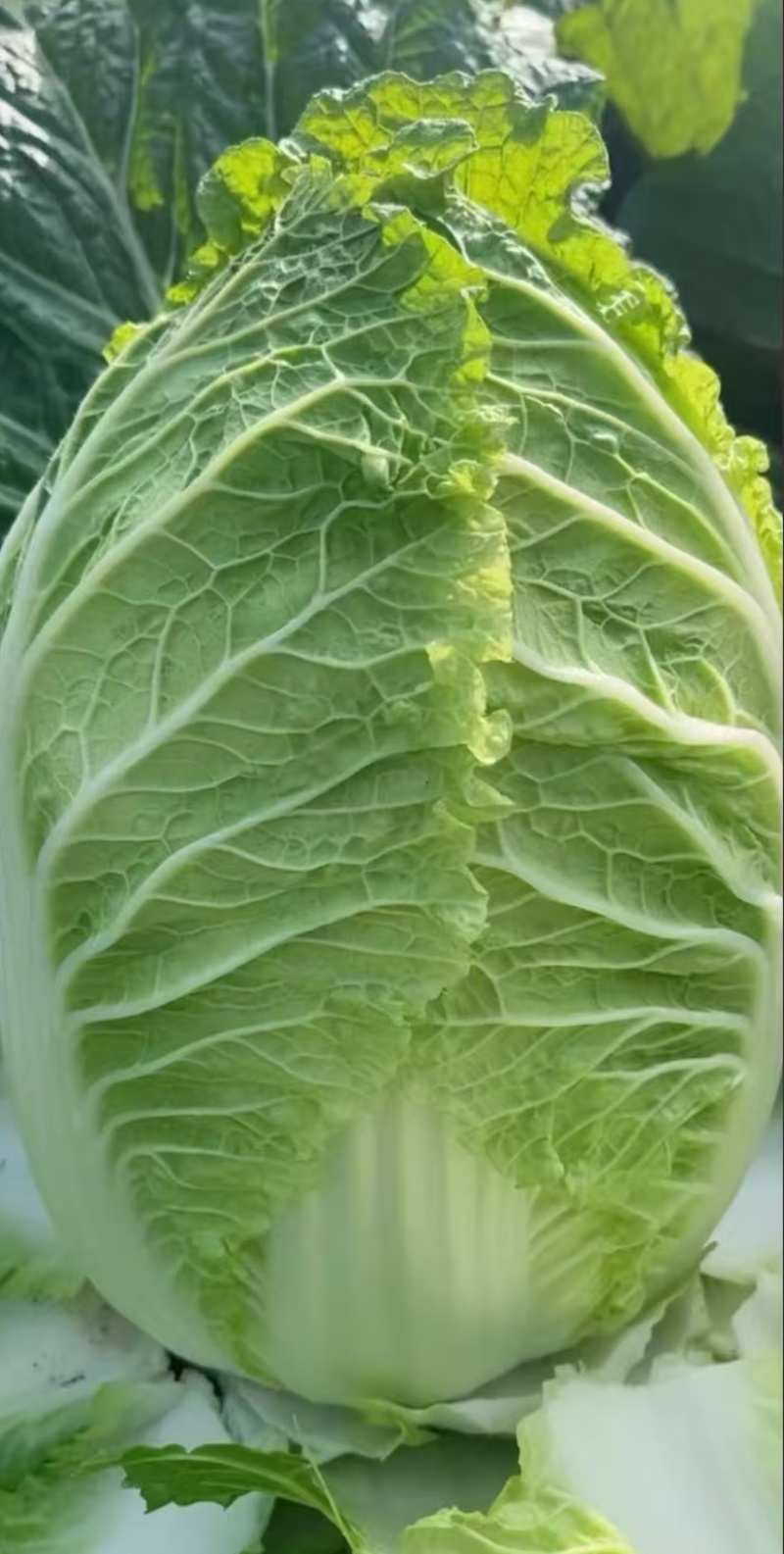 推荐新鲜大白菜黄心白菜产地直供量大从优欢迎联系
