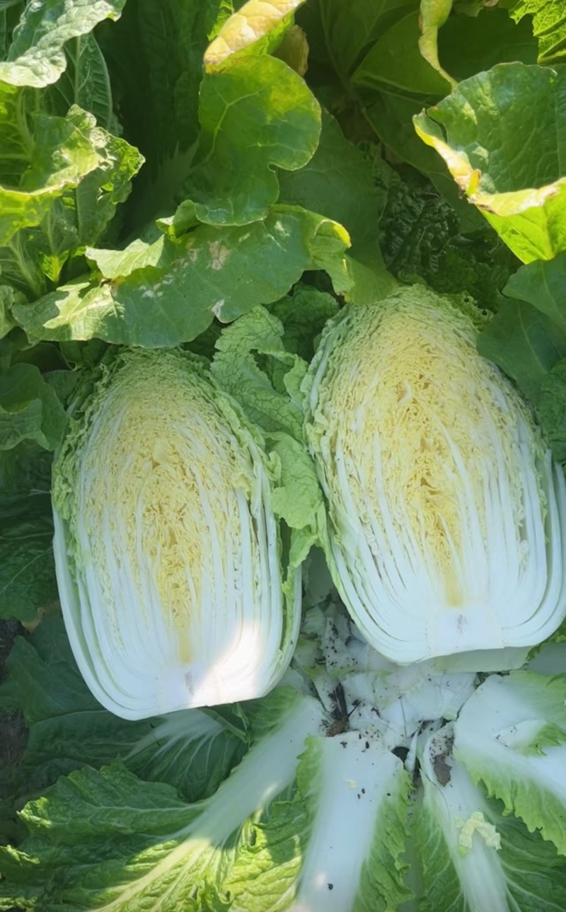 推荐新鲜大白菜黄心白菜产地直供量大从优欢迎联系