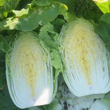 推荐新鲜大白菜黄心白菜产地直供量大从优欢迎联系