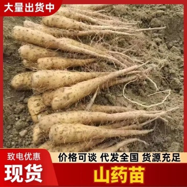 新挖山药苗白玉山药种苗山药原种无激素山药苗