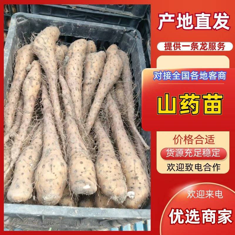 新挖山药苗白玉山药苗，大和长芋山药苗欢迎来电