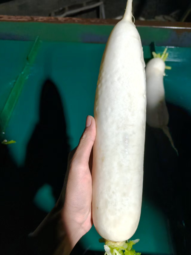 水洗萝卜土萝卜大量供应
