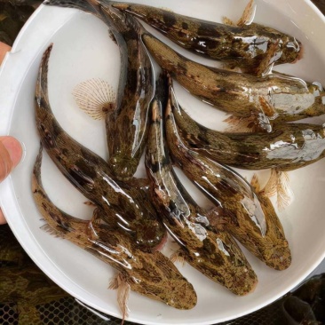 笋壳鱼苗沙塘鳢鱼苗泰笋黄笋壳苗
