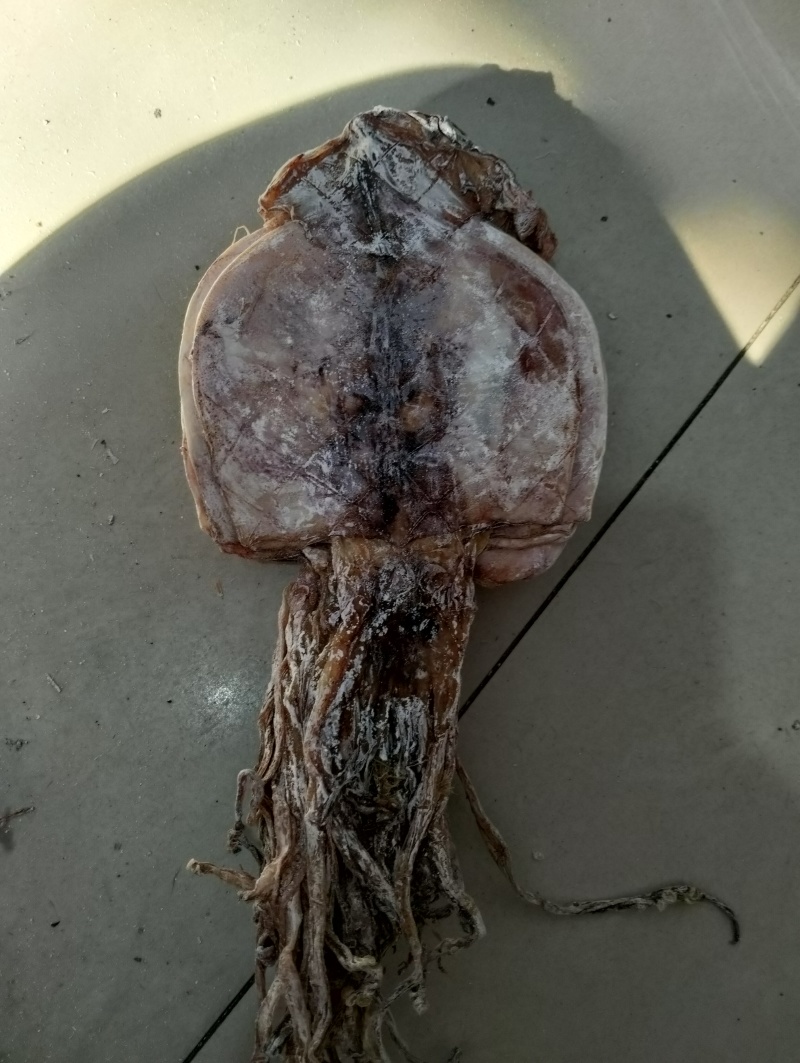 水发鱿鱼干