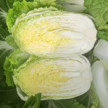 黄心白菜，产地直销，量大从优，全国发货