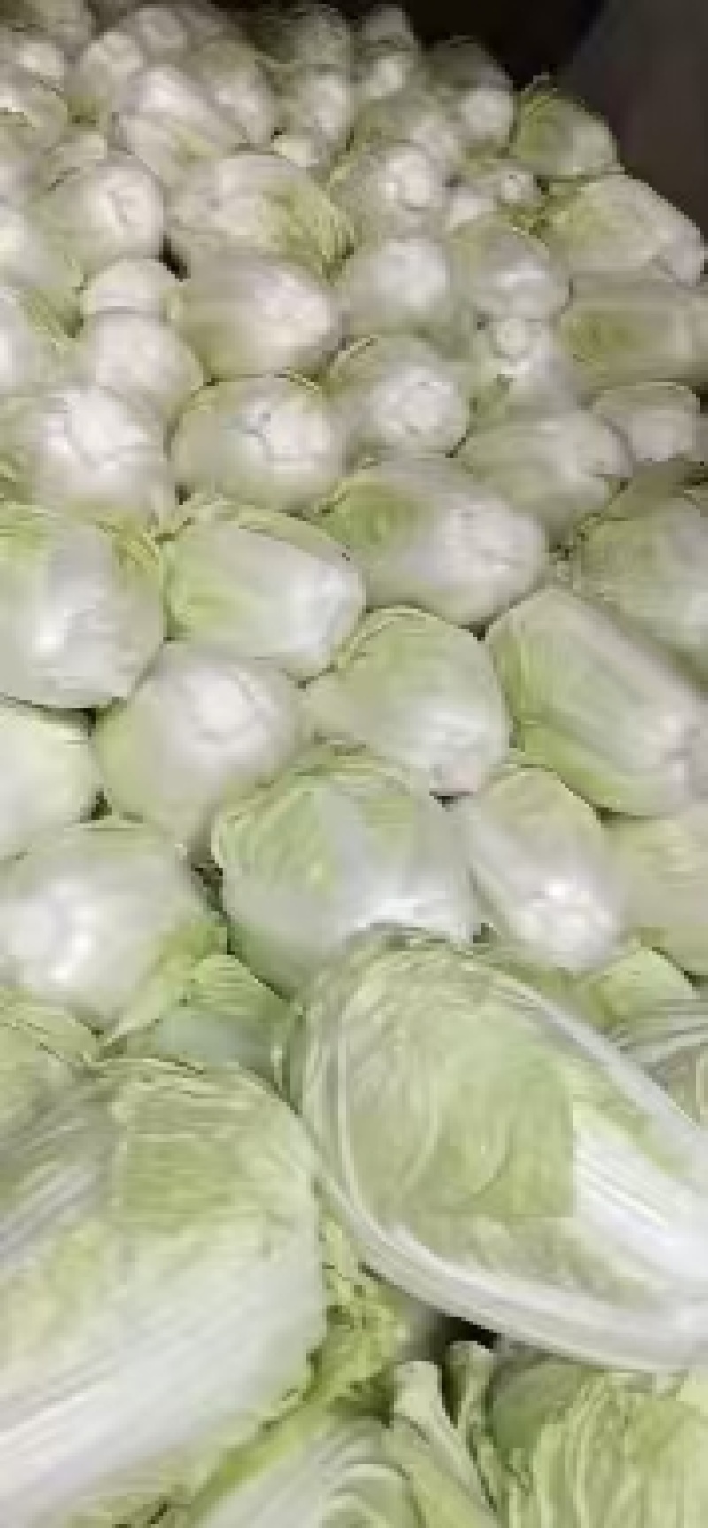 黄心白菜，产地直销，量大从优，全国发货