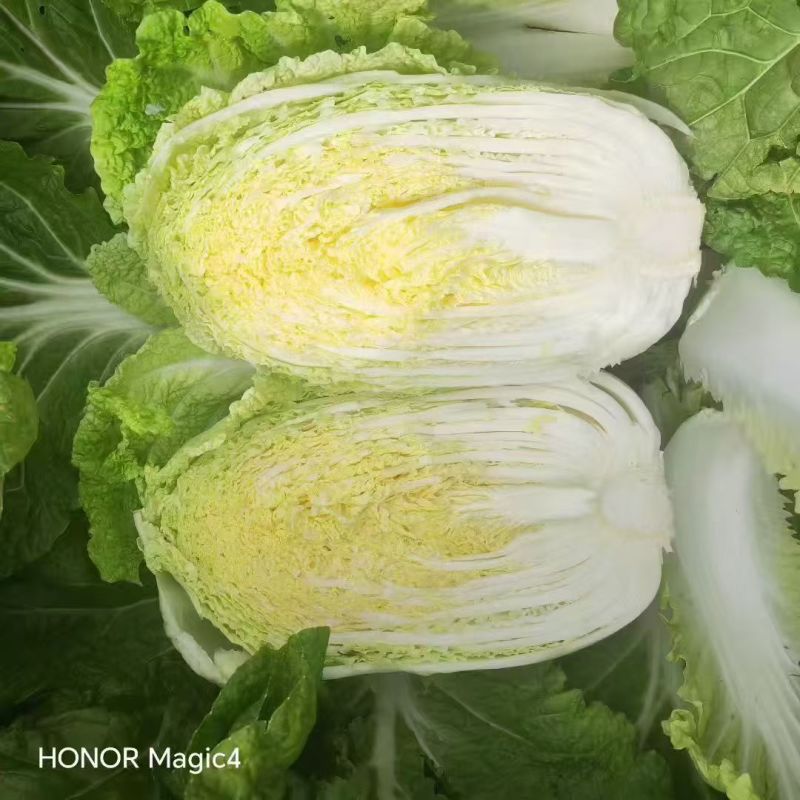 黄心白菜，产地直销，量大从优，全国发货