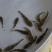 笋壳鱼苗沙塘鳢鱼苗泰笋黄笋壳苗