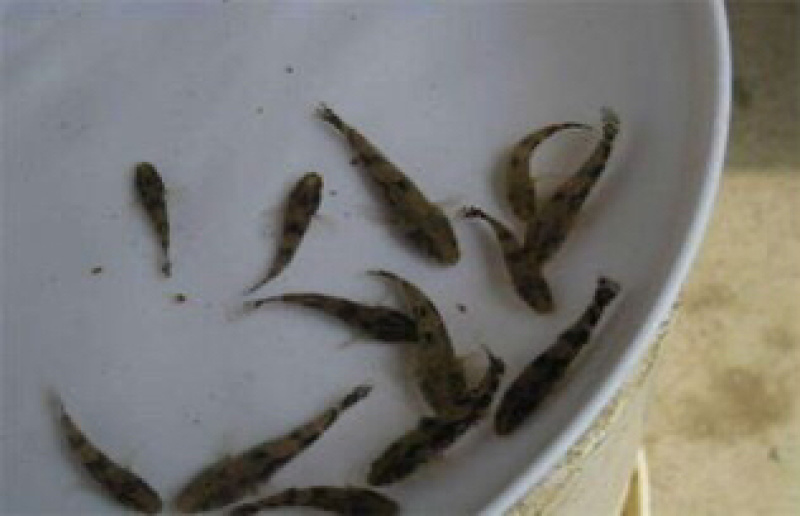 笋壳鱼苗沙塘鳢鱼苗泰笋黄笋壳苗