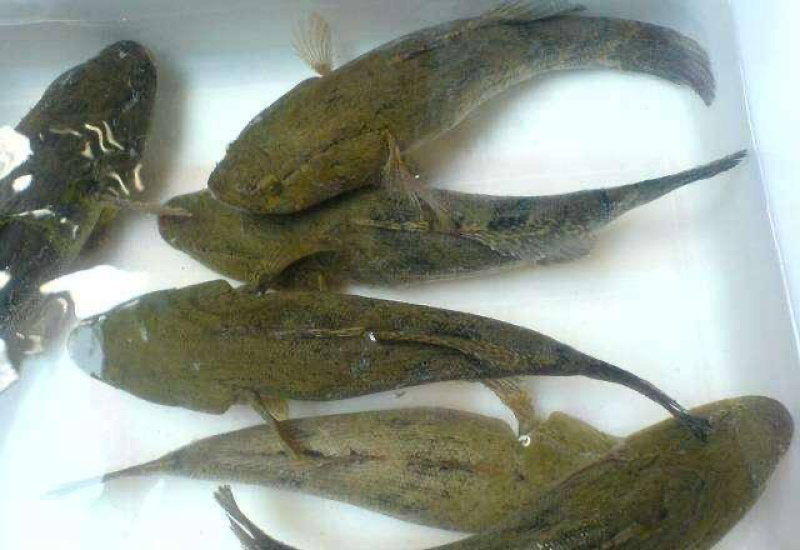 笋壳鱼苗沙塘鳢鱼苗泰笋黄笋壳苗