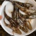 笋壳鱼苗沙塘鳢鱼苗泰笋黄笋壳苗