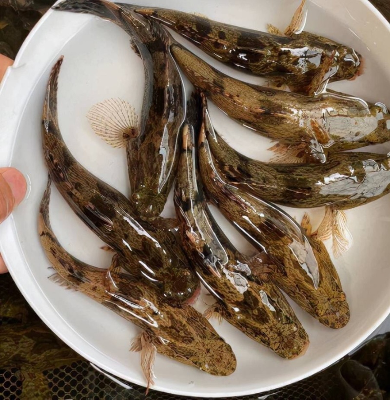 笋壳鱼苗沙塘鳢鱼苗泰笋黄笋壳苗