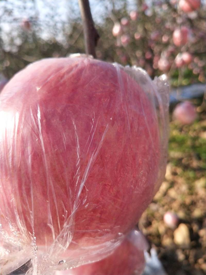 红富士苹果