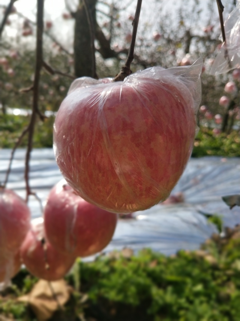 红富士苹果