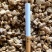 精品党参货源充足量大从优质量保证诚信经营欢迎咨询