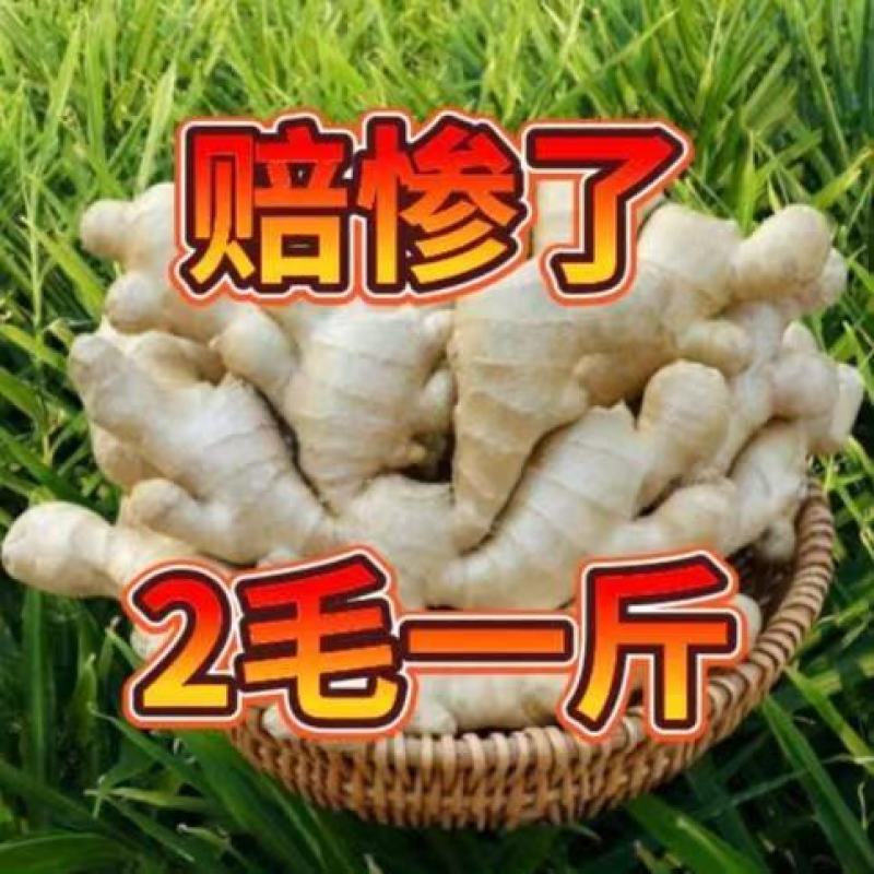 【安徽精品大黄姜】产地一手货源批发《保质保量/坏烂包赔》