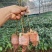 供肉桂营养杯苗30起至60公分