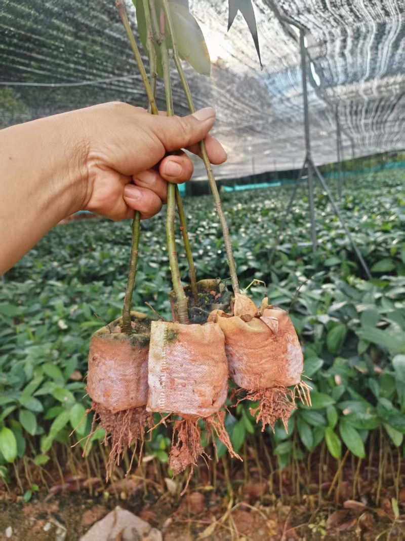 供肉桂营养杯苗30起至60公分