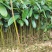 供肉桂营养杯苗30起至60公分