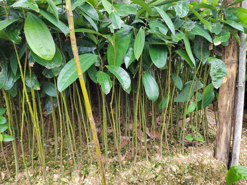 供肉桂营养杯苗30起至60公分