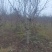 无核枣树/山东滨州本地老枣树/大量现货/