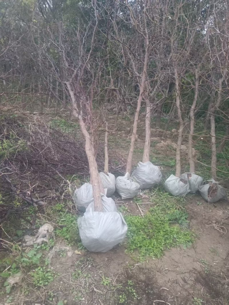 无核枣树/山东滨州本地老枣树/大量现货/