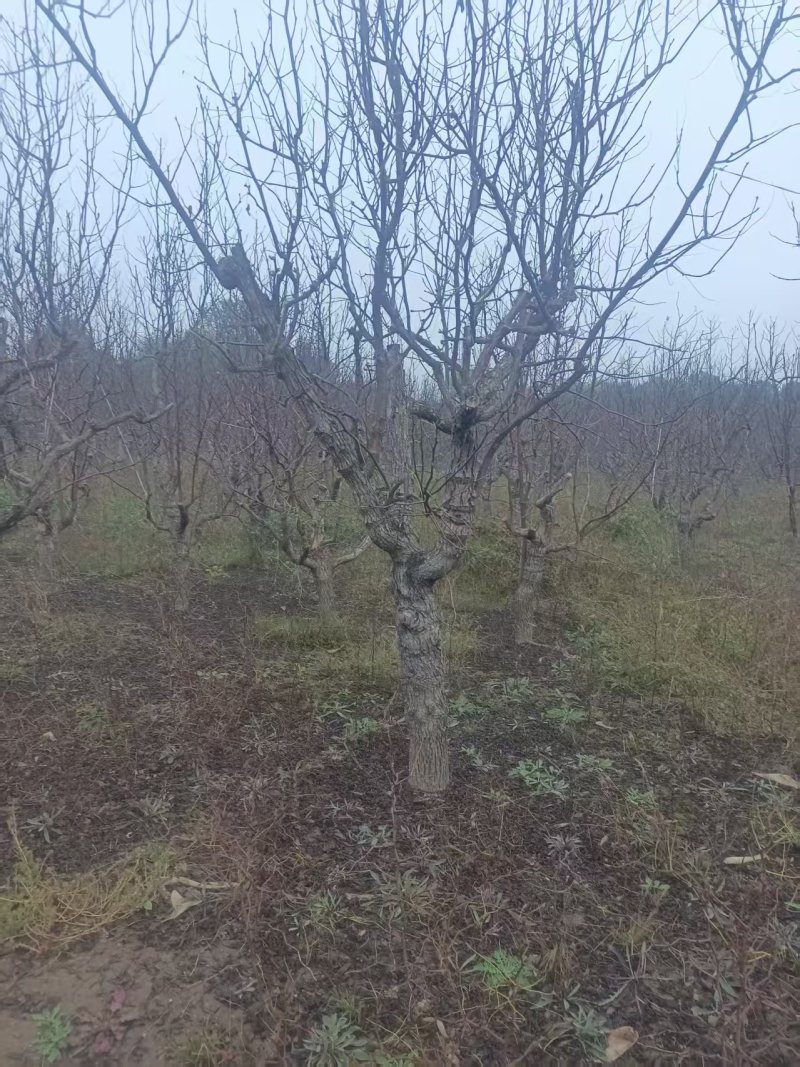 无核枣树/山东滨州本地老枣树/大量现货/