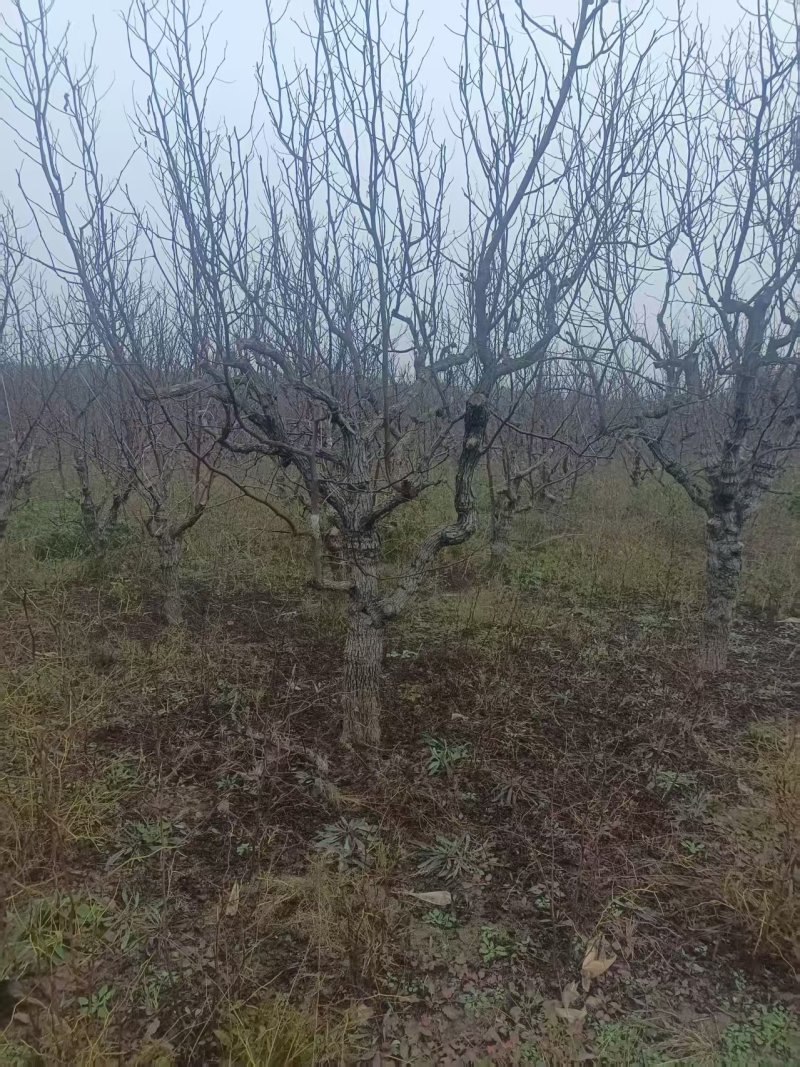 无核枣树/山东滨州本地老枣树/大量现货/