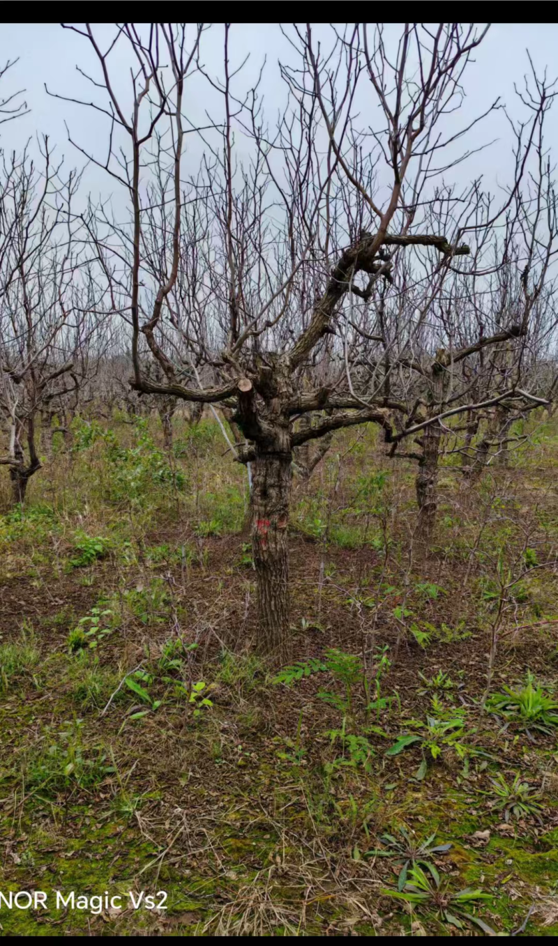 无核枣树/山东滨州本地老枣树/大量现货/