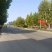 法国梧桐树/山东滨州梧桐树/法桐现货/当天发车