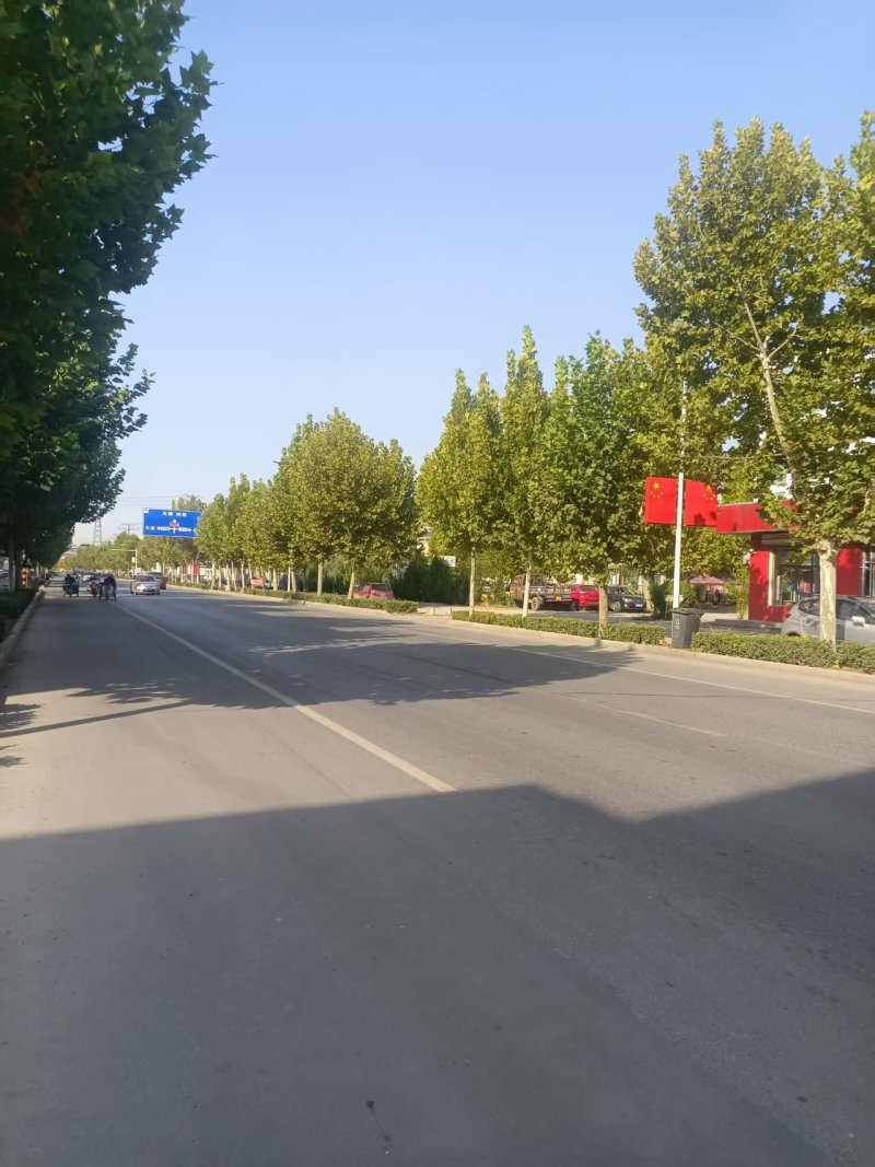 法国梧桐树/山东滨州梧桐树/法桐现货/当天发车