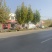 法国梧桐树/山东滨州梧桐树/法桐现货/当天发车