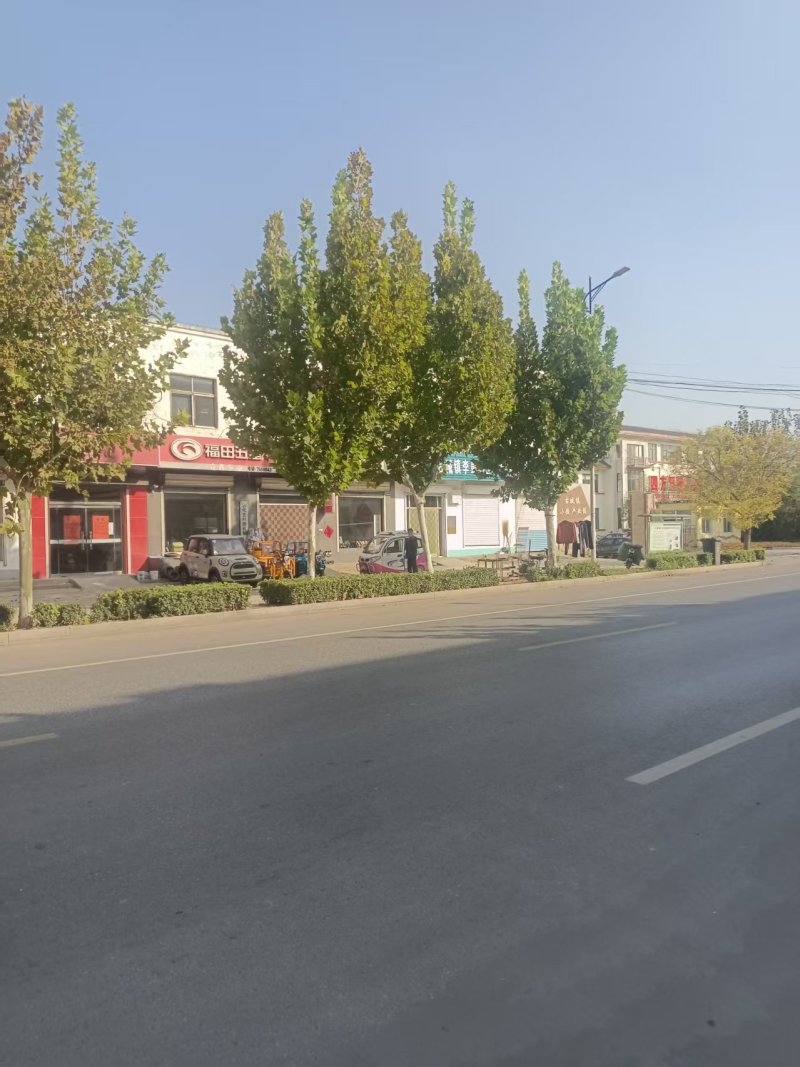 法国梧桐树/山东滨州梧桐树/法桐现货/当天发车